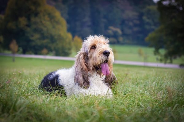 Grand basset griffon vendeen dog