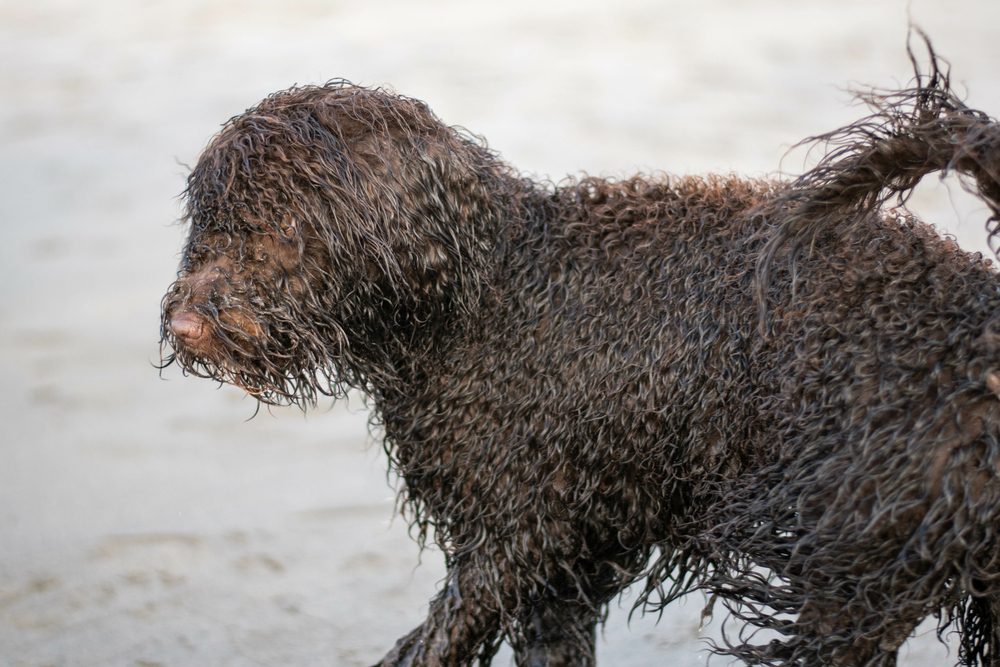 Irish Water Spaniel puppy