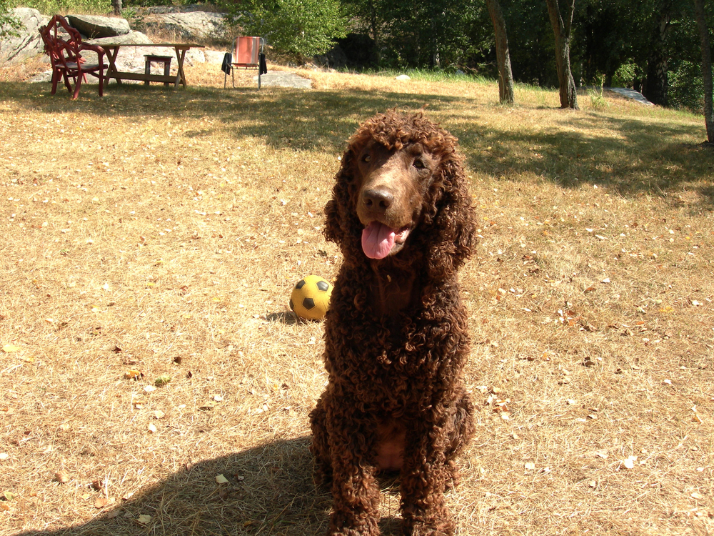 Irish Water Spaniel