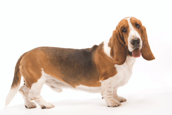 Basset Hound dog breed