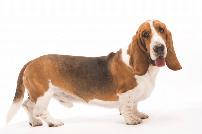 show me a picture of a basset hound
