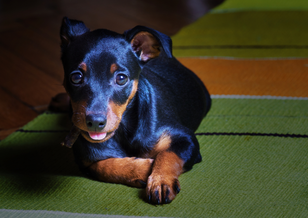 Miniature Pinscher black and tan color playing on the rug on the floor