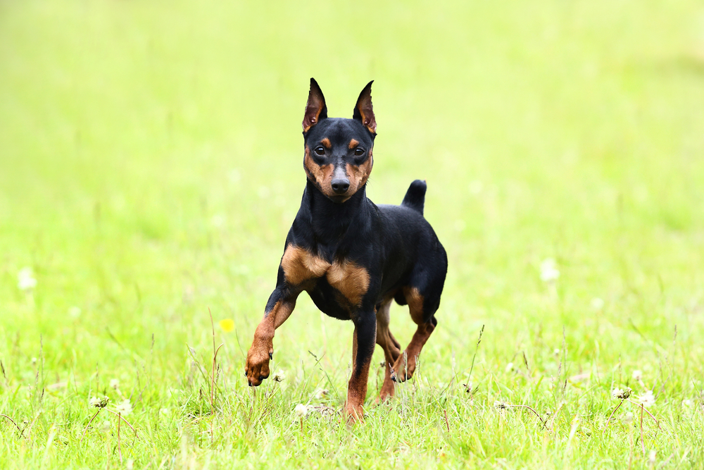 Miniature pinscher running on a grass field