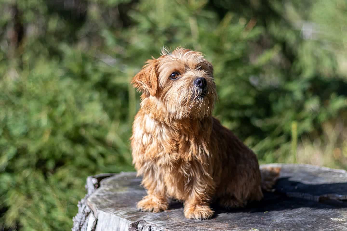 Norfolk terrier