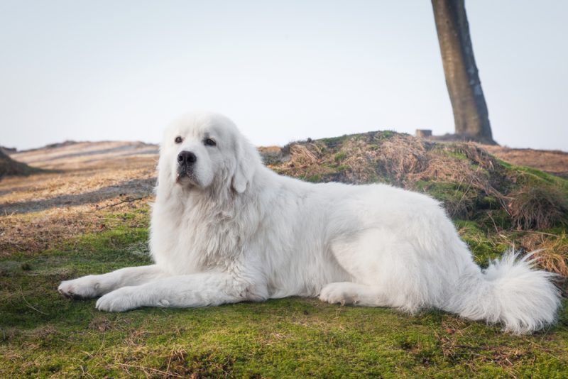 Polish Tatra Sheepdog lying outdoors