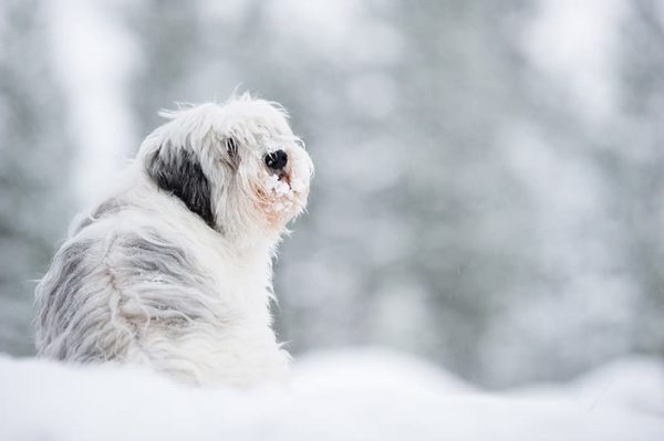 Polish lowland sheepdog