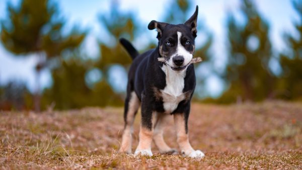Selective focus shot of a black and white with blue eyes McNab