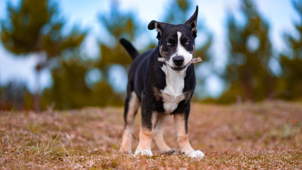 Selective focus shot of a black and white with blue eyes McNab