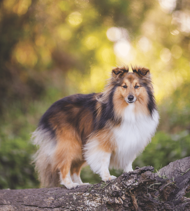 Are Shetland Sheepdogs Intelligent Dogs