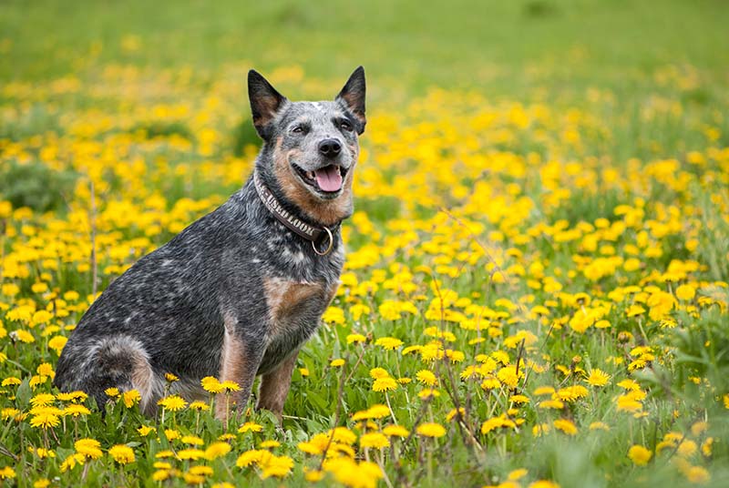 Summer portrait of happy Australian Cattle Dog on dandelions meadow.