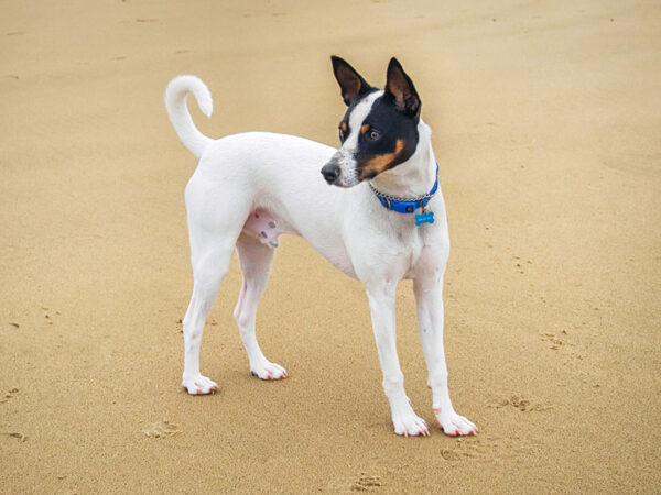 Tenterfield Terrier dog with a blue collar is standing on the sand