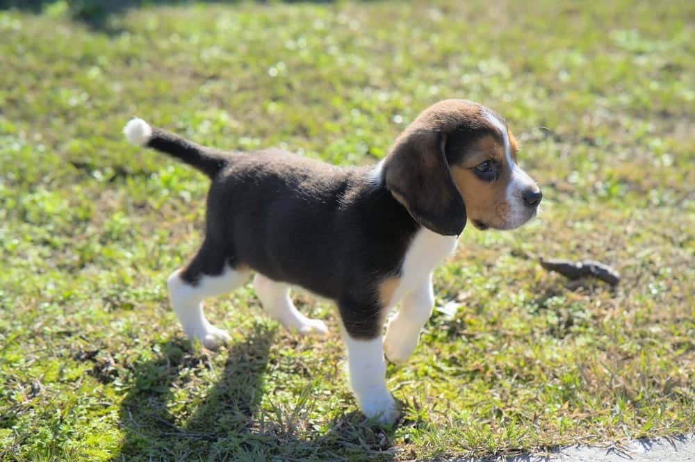 Two-months old tricolor beagle purebred puppy