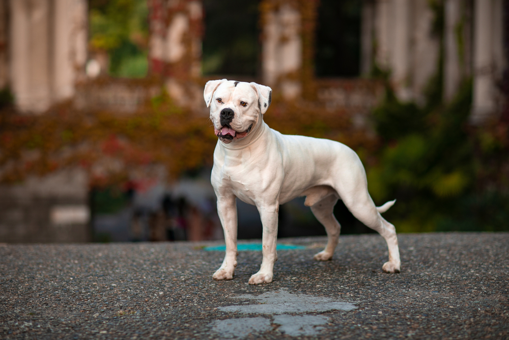 white american bulldog in the park