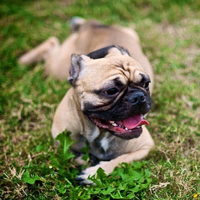 American Bullnese dog breed