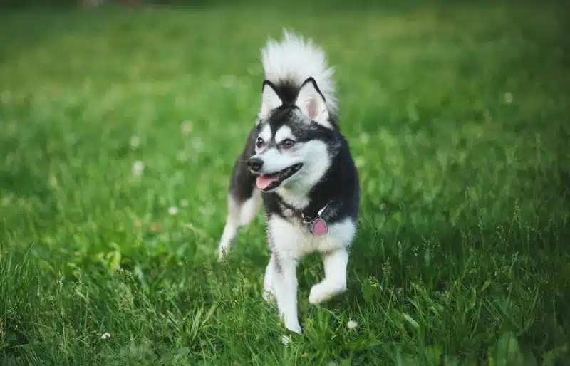 black and white alaskan klee kai dog running on the grass outdoors