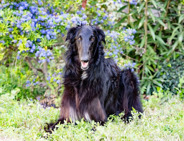 black borzoi dog on the grass