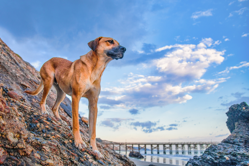 black mouth cur dog on the rocks under the cloudy sky