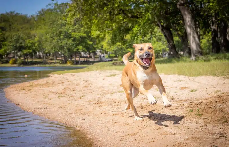 black mouth cur dog running on the beach