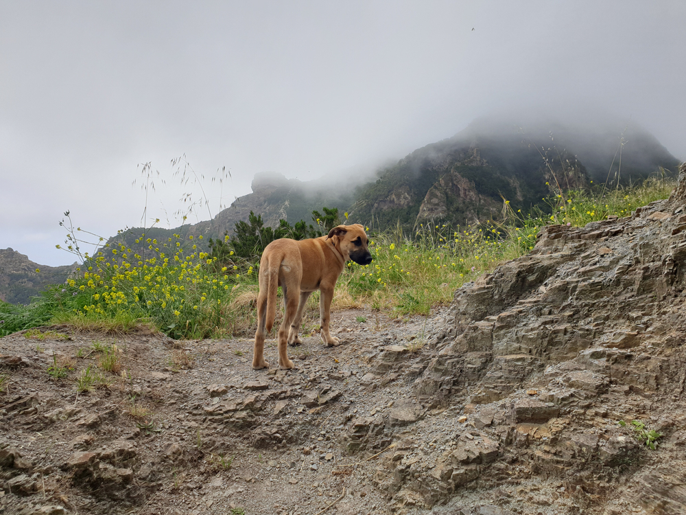 black mouth cur dog with mountain background