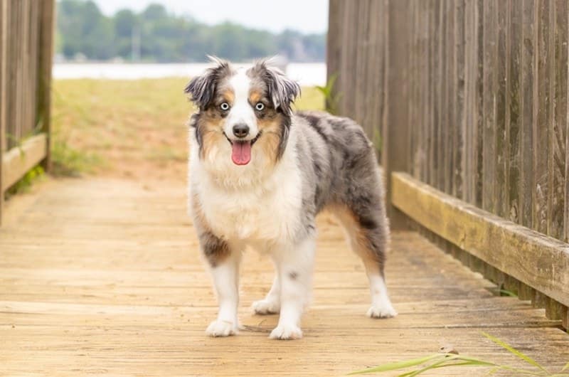 Miniature Australian Shepherd Info Pictures Traits History Dogster