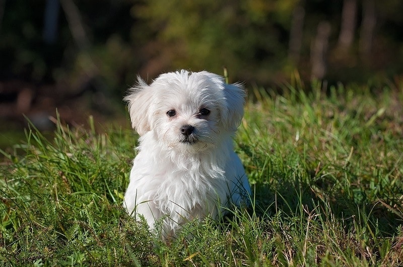 bolognese dog standing outdoor on the grass