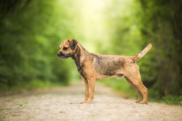 border terrier dog standing in the forest