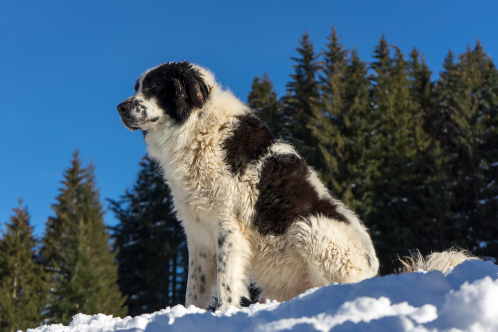 bukovina-sheepdog-standing-in-the-snow