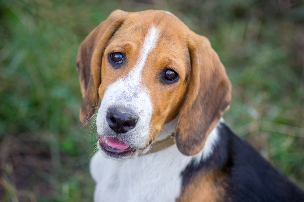 close up of a beautiful estonian hound dog