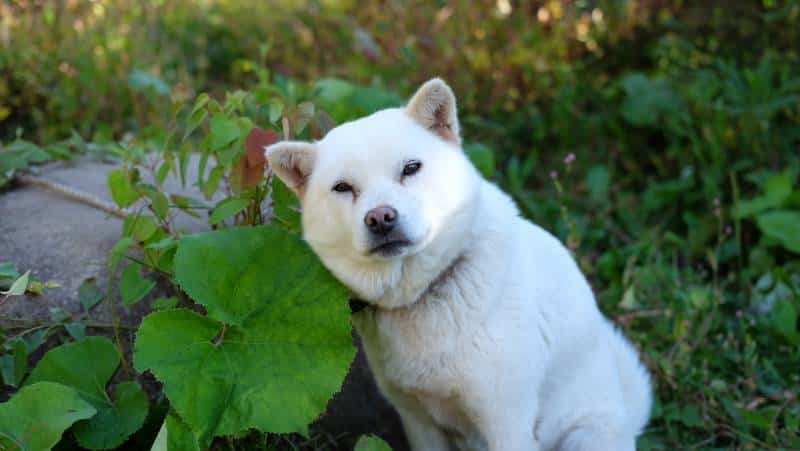 Hokkaido Dog Breed: Info, Pictures, Facts, & Traits – Dogster