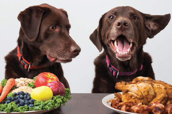 easy ways to improve your dog's diet