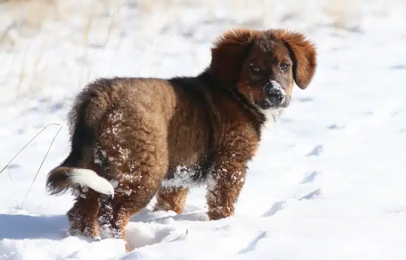 english shepherd puppy playing in the snow