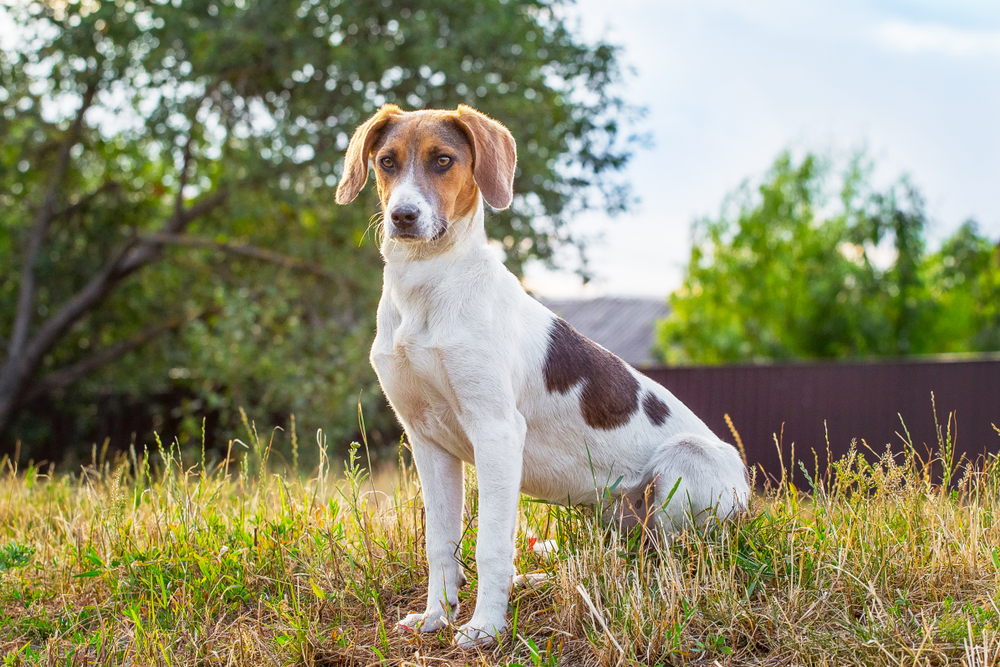 estonian hound sitting straight