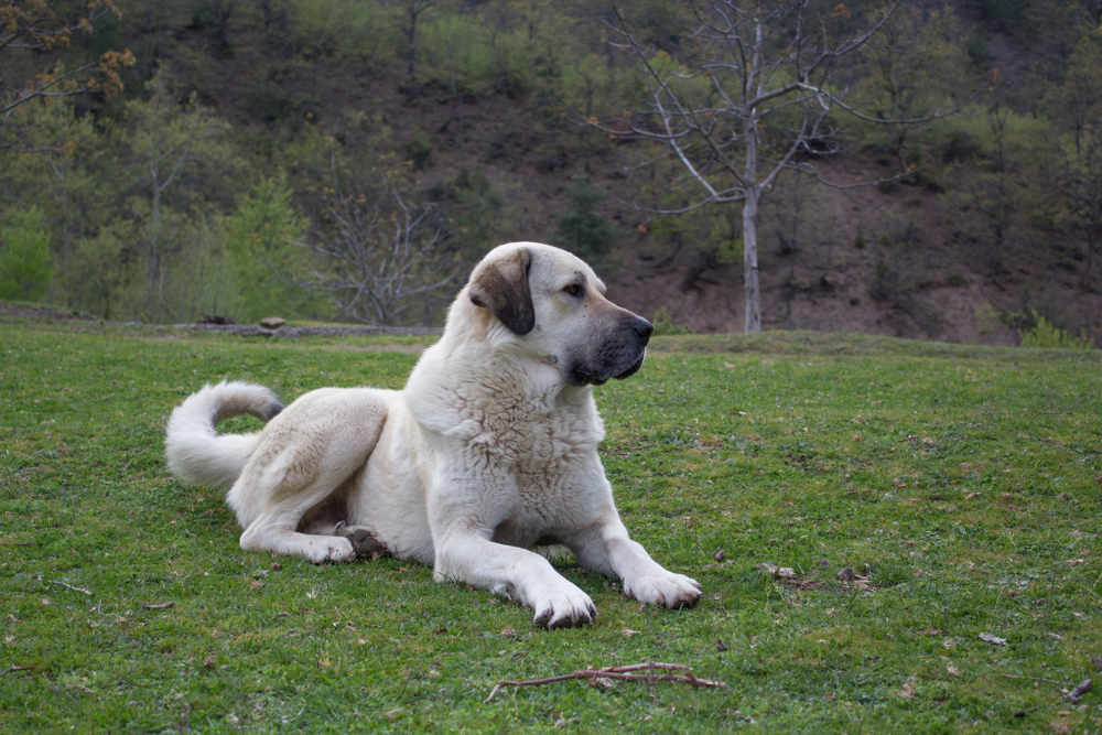 kangal dog lying on grass outdoors