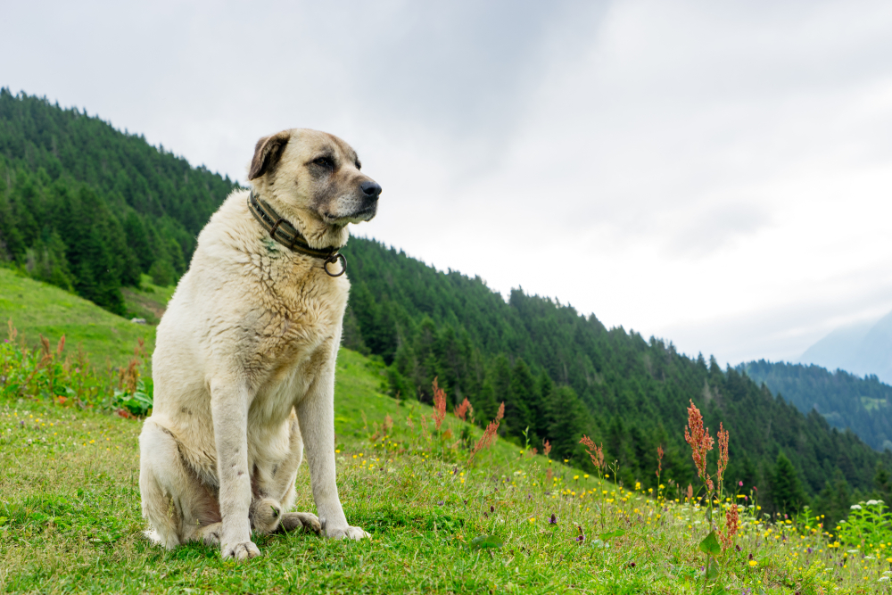 kangal dog outdoors