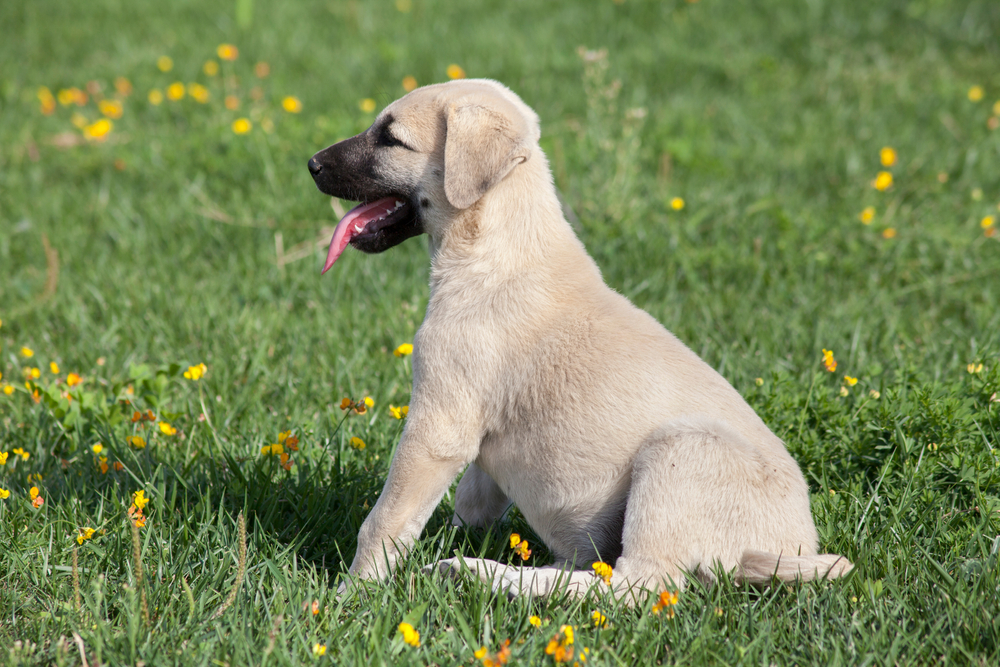 kangal puppy in the garden
