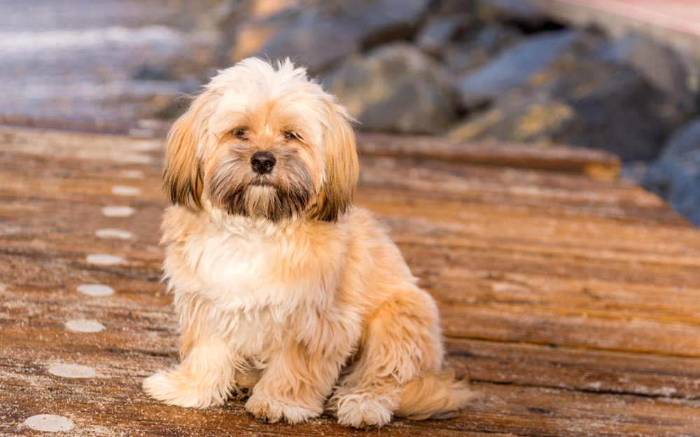 lhasa-apso-puppy-on-the-beach