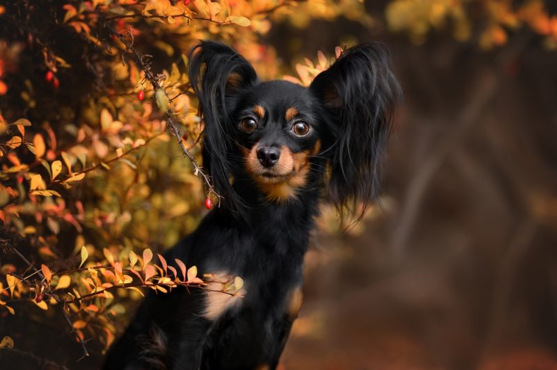 longhaired-russian-terrier-in-the-nature