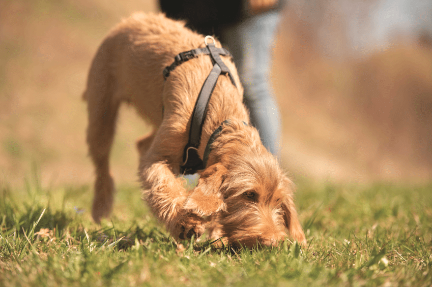 Nosework Dogs