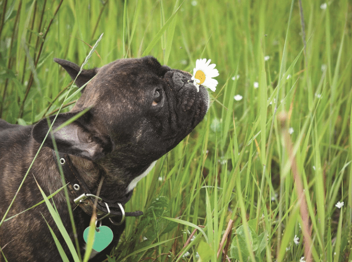 Dog sniffing flowers
