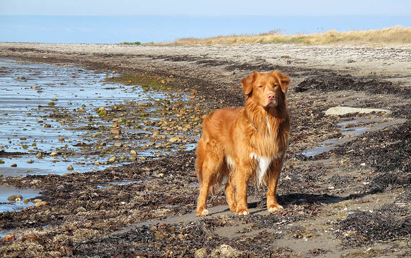nova scotia duck tolling retriever at the shore