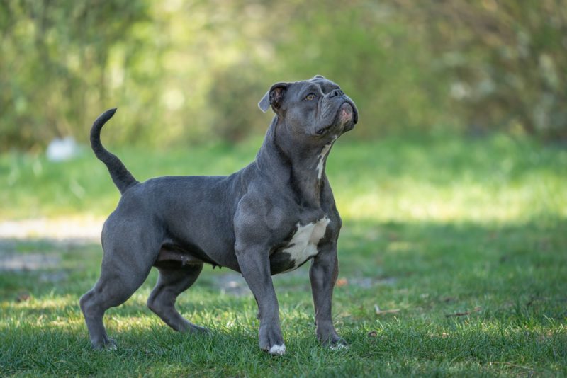 olde english bulldog standing on grass outdoors