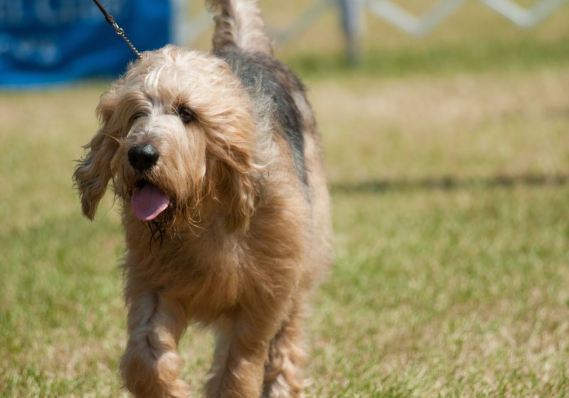 otterhound-dog-walking-in-the-park