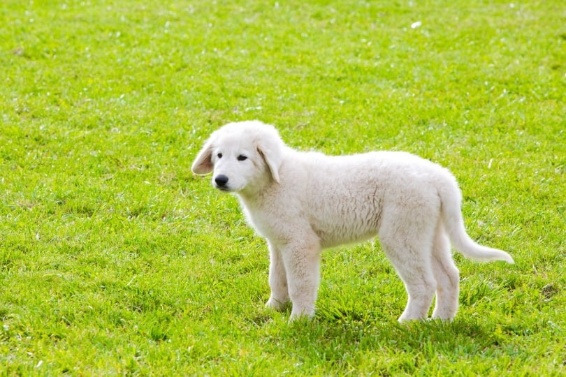 polish tatra sheepdog puppy