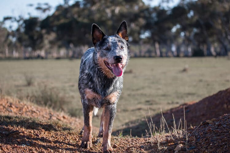 portrait-of-blue-heeler-australian-cattle-dog-outside