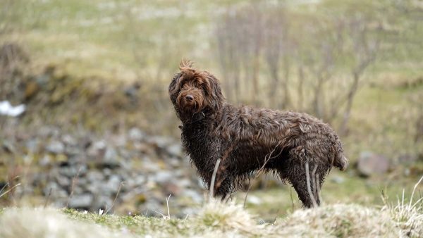 Pudelpointer Dog Breed: Info, Pictures, Facts, & Traits – Dogster