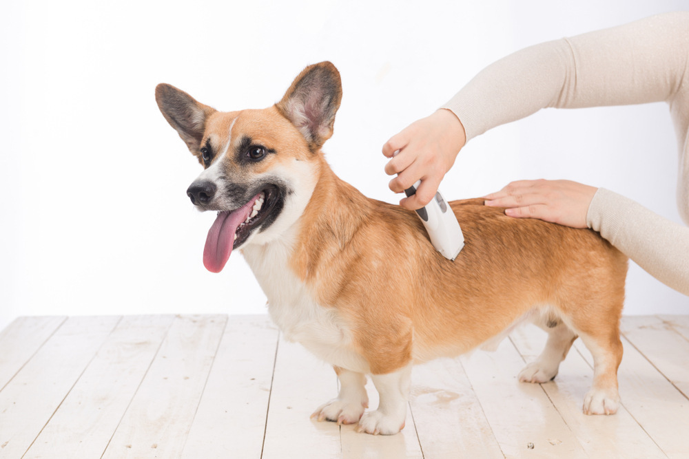 groomer-giving-pembroke-welsh-corgi-dog-a-haircut