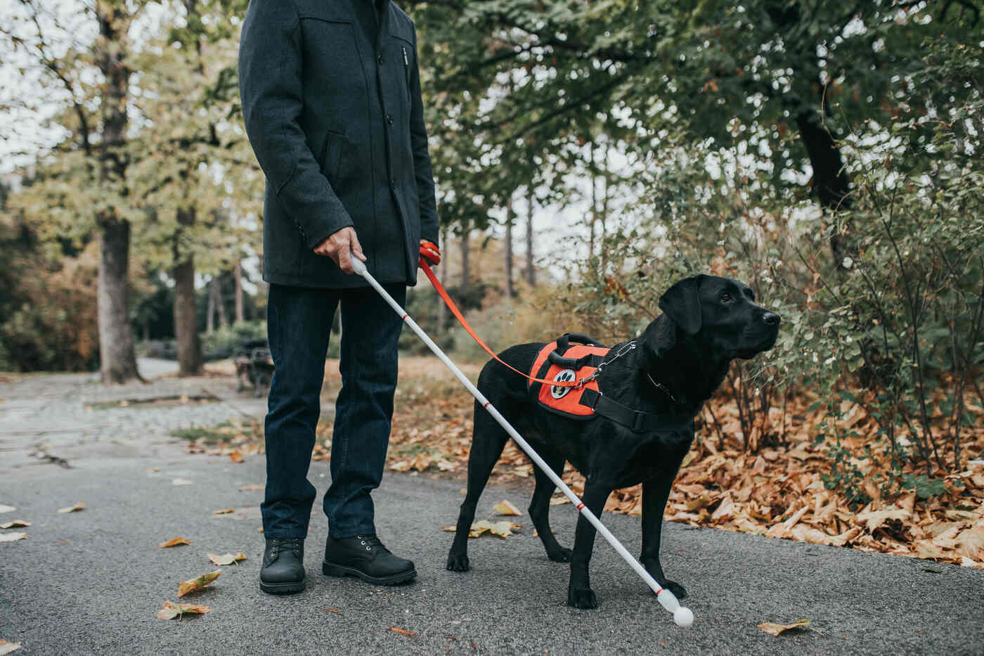 Guide dog helping blind man