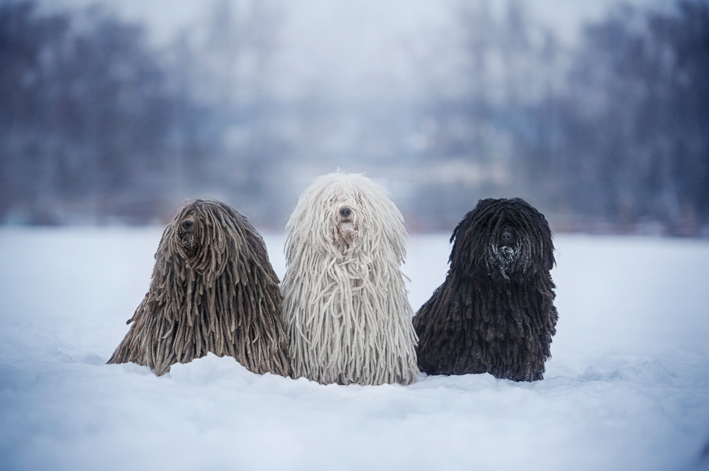Three dogs breed Hungarian puli in nature