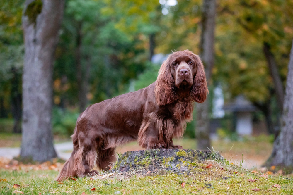 young brown Sussex Spaniel