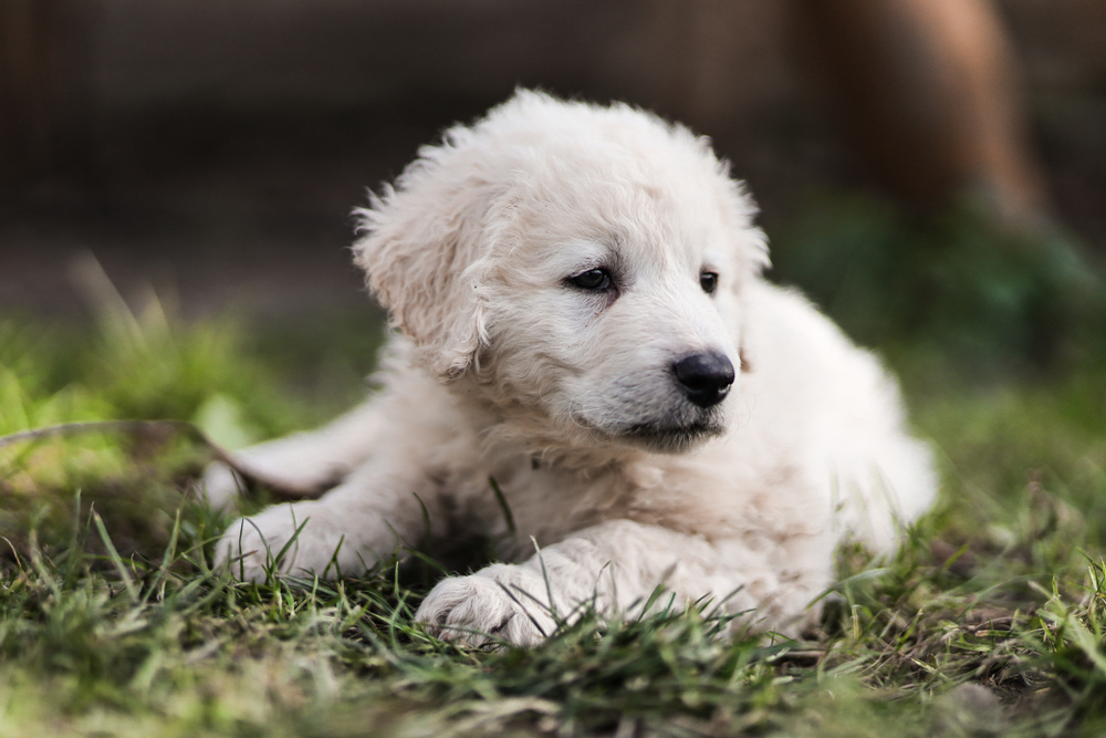 kuvasz puppy lying in grass